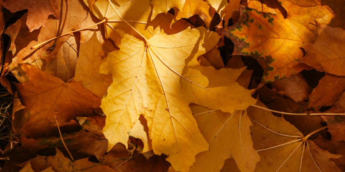 Photo by Dagmara Dombrovska: https://www.pexels.com/photo/fallen-yellow-leaves-9896251/