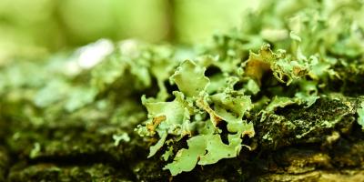 lähikuva sammalesta