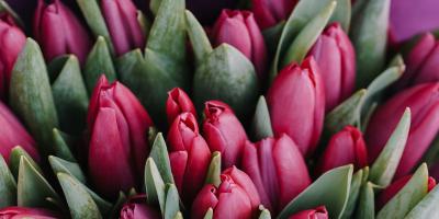 a bouquet of red tulips