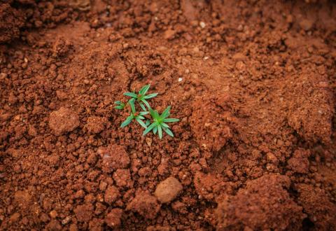 seedlings growing in dirt