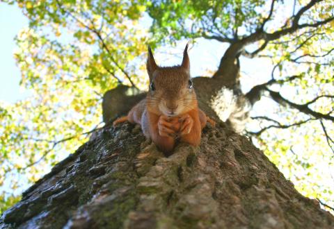 Brown squirrel on green leafed tree