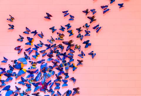 Perhosia pinkillä seinällä.
