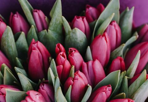 a bouquet of red tulips